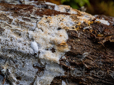 _A140003 / Physodontia lundellii / Luggskinn