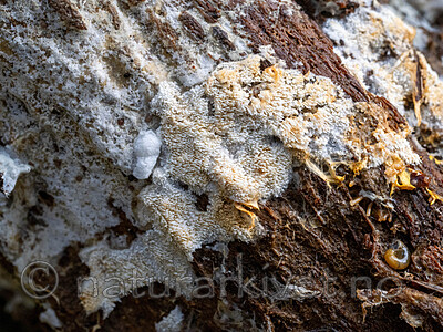 _A140023 / Physodontia lundellii / Luggskinn