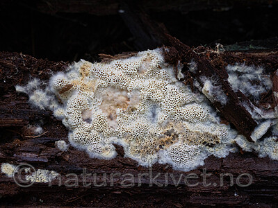 _A150141 / Anomoporia bombycina / Huldrekjuke