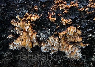 _A150160 / Pycnoporellus alboluteus / Storporet flammekjuke
