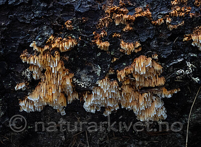 _A150166 / Pycnoporellus alboluteus / Storporet flammekjuke