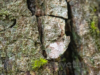 _A200209 / Gyalecta derivata