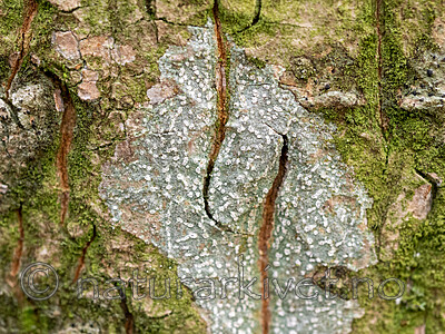 _A200249 / Phlyctis agelaea