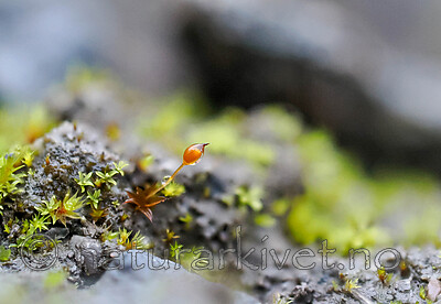 _A220289 / Microbryum davallianum / Piggbegermose