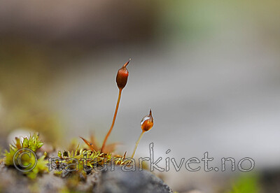 _A220788 / Microbryum davallianum / Piggbegermose