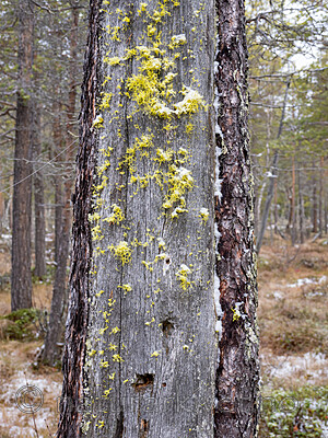 _A230023 / Letharia vulpina / Ulvelav