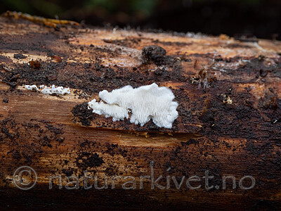 _A280322 / Postia parva / Puslekantkjuke