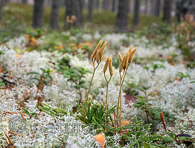 _B050007 / Diphasiastrum tristachyum / Grannjamne