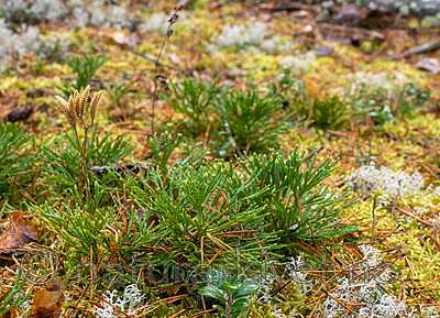 _B050026 / Diphasiastrum tristachyum / Grannjamne