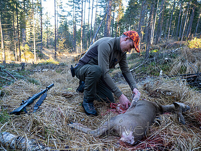 _B120997 / Capreolus capreolus / Rådyr