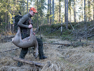 _B121012 / Capreolus capreolus / Rådyr