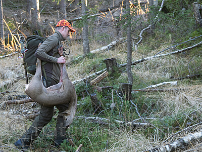 _B121017 / Capreolus capreolus / Rådyr