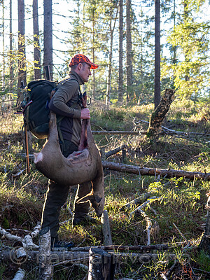 _B121086 / Capreolus capreolus / Rådyr