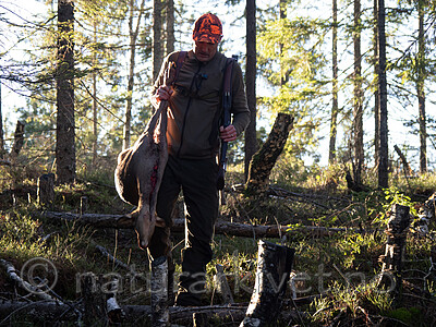 _B121101 / Capreolus capreolus / Rådyr