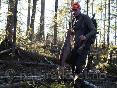 _B121104 / Capreolus capreolus / Rådyr