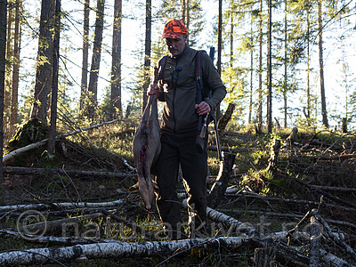 _B121106 / Capreolus capreolus / Rådyr