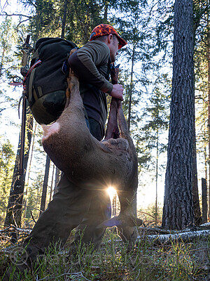 _B121124 / Capreolus capreolus / Rådyr