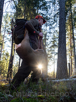 _B121131 / Capreolus capreolus / Rådyr