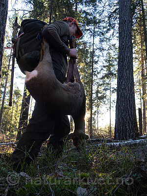 _B121138 / Capreolus capreolus / Rådyr