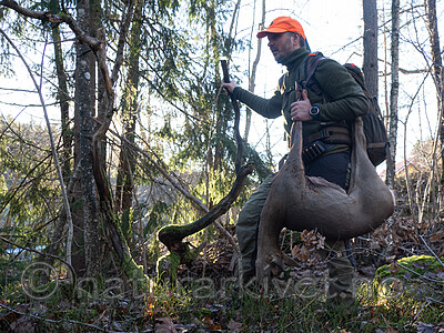 _B121166 / Capreolus capreolus / Rådyr