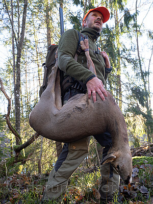 _B121179 / Capreolus capreolus / Rådyr