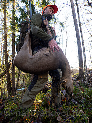_B121184 / Capreolus capreolus / Rådyr