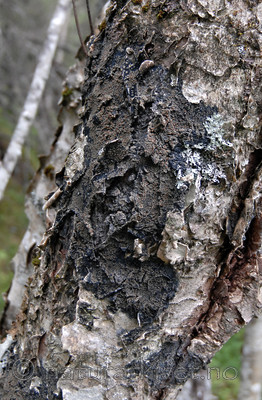 _SRE0078 / Fuscopannaria ignobilis / Skorpefiltlav