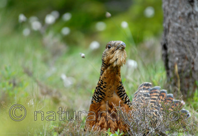 _SRE0191 / Tetrao urogallus / Storfugl