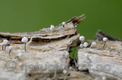 _SRE0211 / Sclerophora peronella / Kystdoggnål