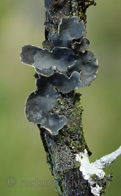 _SRE0709 / Fuscopannaria confusa / Fossefiltlav <br /> Lobaria scrobiculata / Skrubbenever