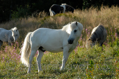 _SRE1037 / Equus caballus / Hest