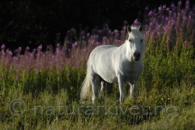 _SRE1039 / Equus caballus / Hest