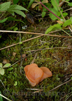 _SRE1311 / Guepinia helvelloides / Traktgelésopp