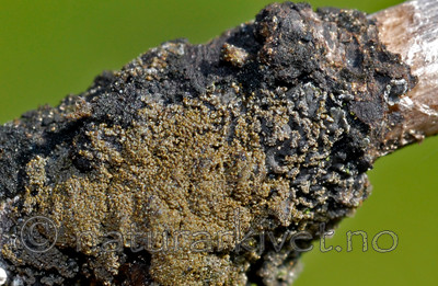 _SRE1557 / Fuscopannaria confusa / Fossefiltlav