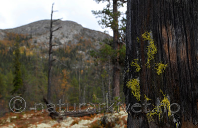 _SRE1779 / Letharia vulpina / Ulvelav