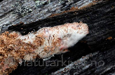 _SRE1799 / Antrodia infirma / Taigahvitkjuke