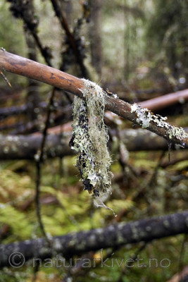 _SRE1815 / Ramalina thrausta / Trådragg