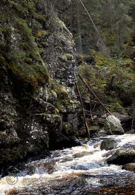 _SRE1822 / Ramalina thrausta / Trådragg