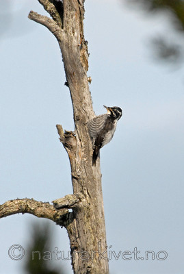 _SRE2359 / Picoides tridactylus / Tretåspett