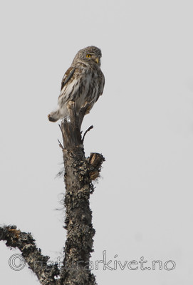 _SRE2477 / Glaucidium passerinum / Spurveugle