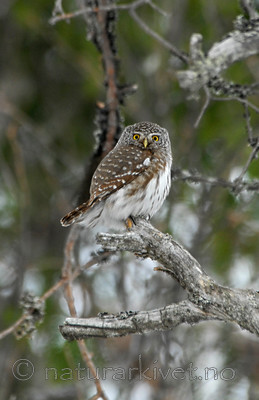_SRE2509 / Glaucidium passerinum / Spurveugle