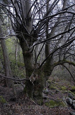 _SRE2595 / Tilia cordata / Lind