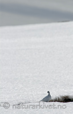 _SRE2748 / Lagopus muta / Fjellrype