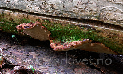 _SRE2948 / Phellinus nigrolimitatus / Svartsonekjuke
