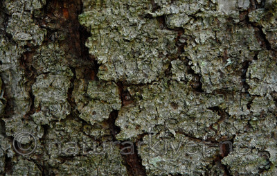 _SRE3175 / Bactrospora corticola / Granbendellav