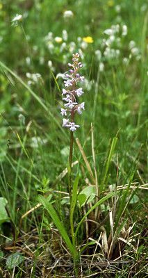 _SRE3504 / Gymnadenia conopsea / Brudespore