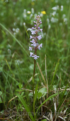 _SRE3505 / Gymnadenia conopsea / Brudespore