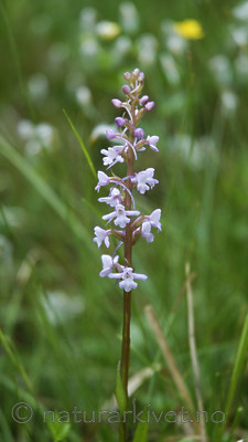 _SRE3506 / Gymnadenia conopsea / Brudespore