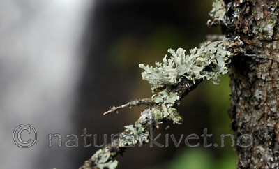 _SRE3753 / Ramalina obtusata / Hjelmragg