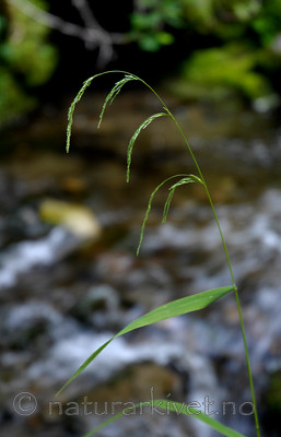 _SRE4083 / Cinna latifolia / Huldregras